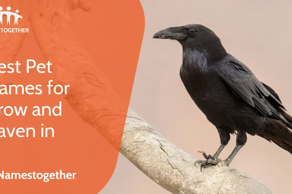 Best Pet Names for Crow and Raven in