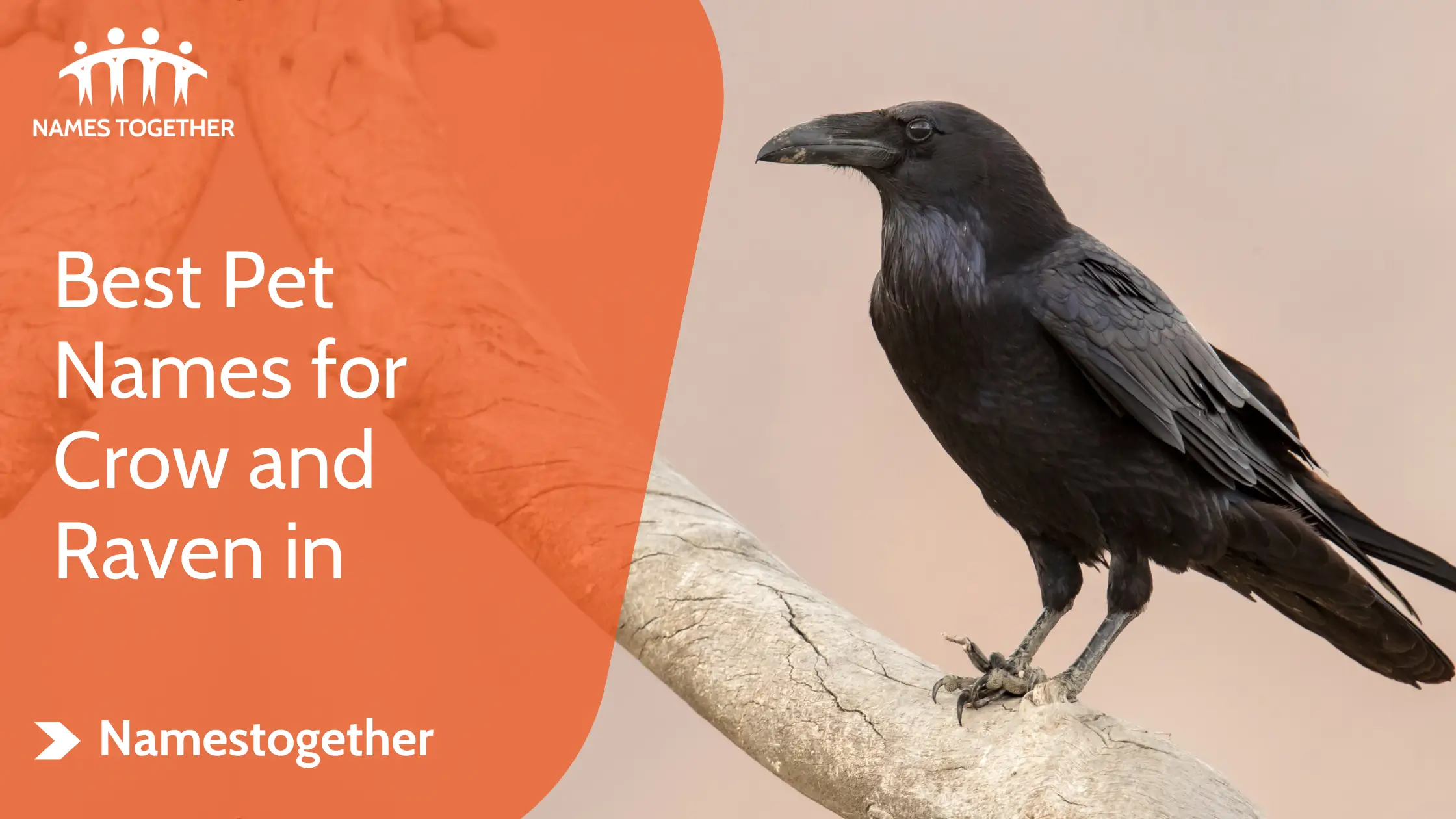 Best Pet Names for Crow and Raven in